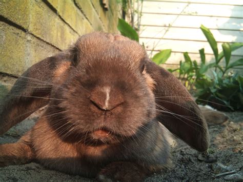 Big Rabbit With Floppy Ears