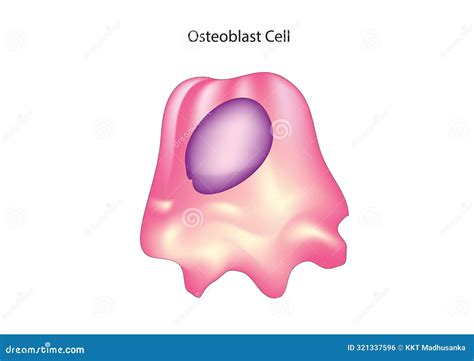 Osteoblast stock vector. Illustration of bones, compact - 321337596