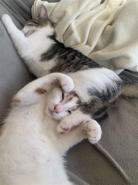 Kitty naps 💤 : r/cats