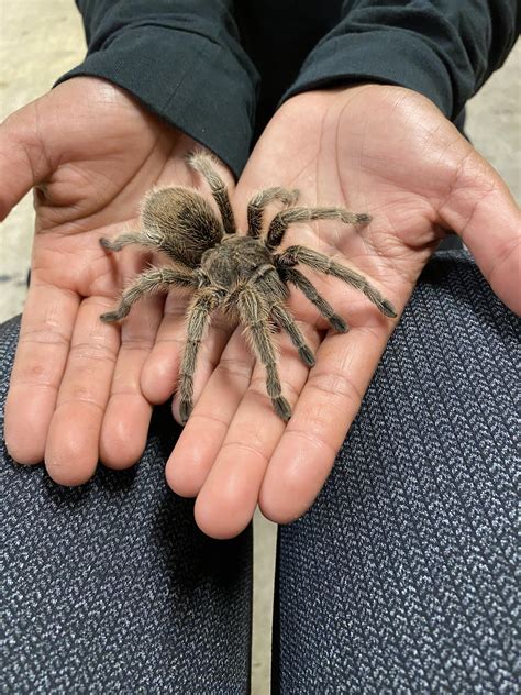 Chilean Rose Hair Tarantula : r/arachnids