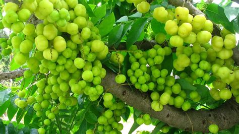Amla: The medicinal Indian gooseberry — Health & Wellness — Sott.net