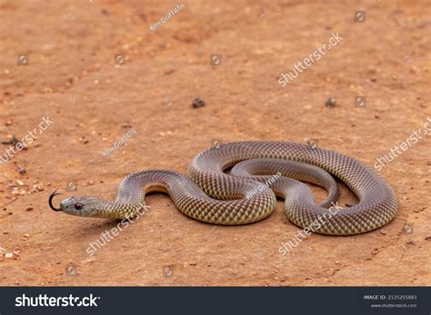 Australian Mulga King Brown Snake Flickering Stock Photo 2125255883 ...