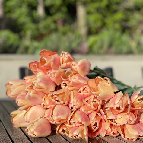 Tulip ‘Apricot Foxx’, 10 stk – Dr Blomster