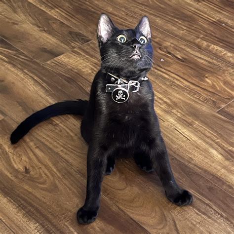 What is that? 👽 : r/blackcats