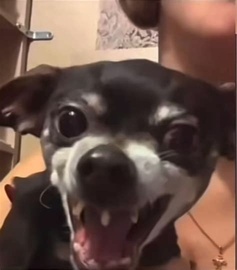 Funny Dog Laughing Gif