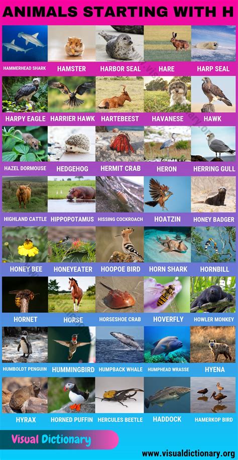Animals that Start with H - Visual Dictionary