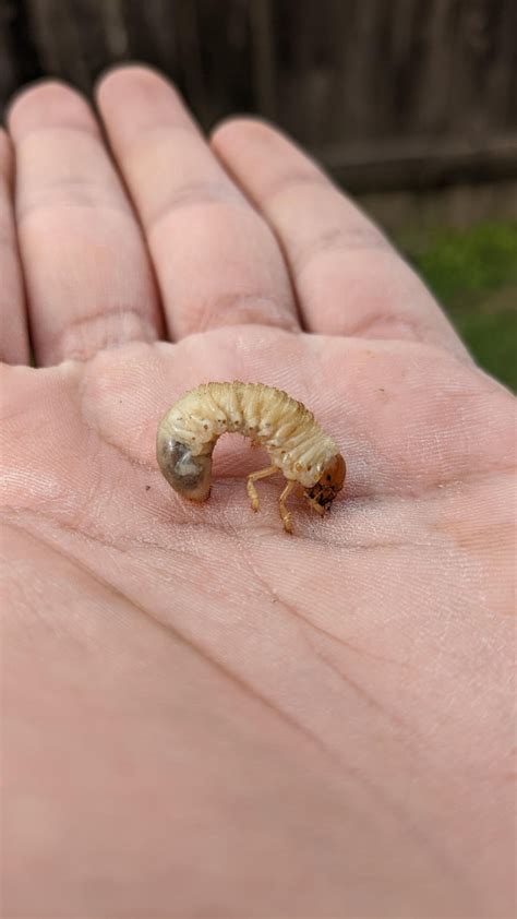 what insect is this? does it molt into a beetle? : r/insects