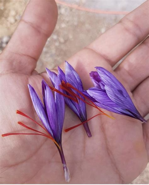 Saffron flowers. More expensive than gold. : r/interestingasfuck