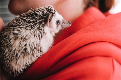 Do Hedgehogs Make Good Pets? Discover the Pros and Cons of Ownership ...