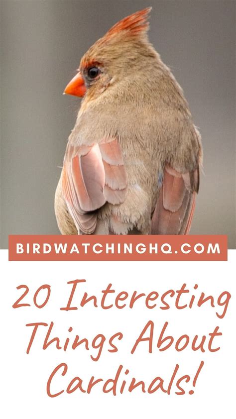 20 FUN & INTERESTING Facts About Cardinals! (2023) | Backyard birds ...