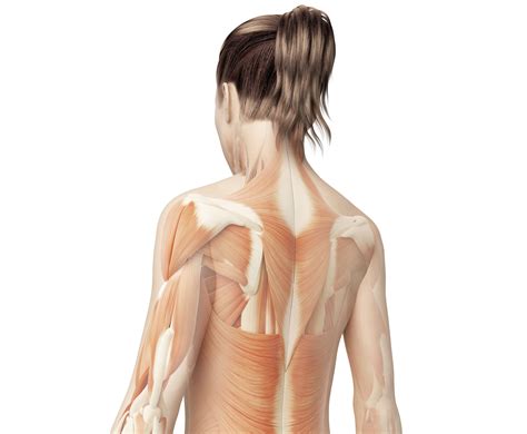 Lower Back Muscles Anatomy