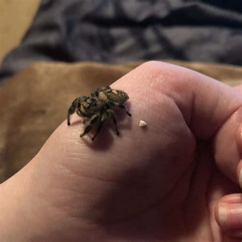 What Does Spider Poop Look Like? (Identification & Cleaning Tips)