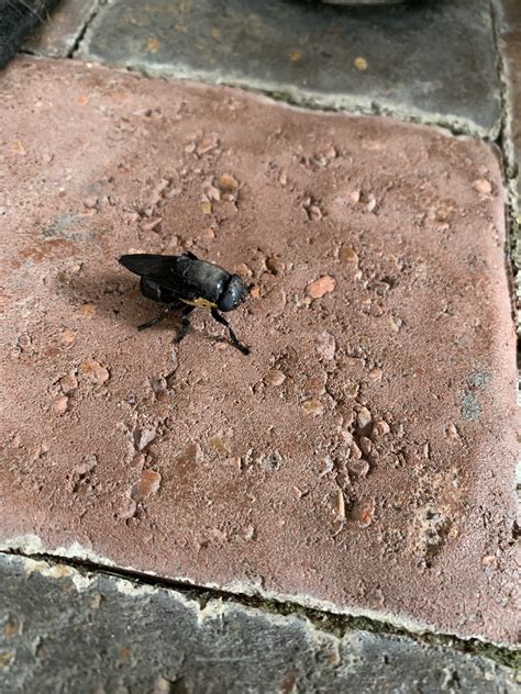 What is this? Looks like a bumble bee, robber fly, and giant black ...