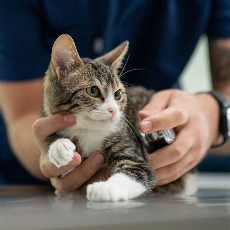 Framingham, MA Veterinary Services | Slade Veterinary Hospital