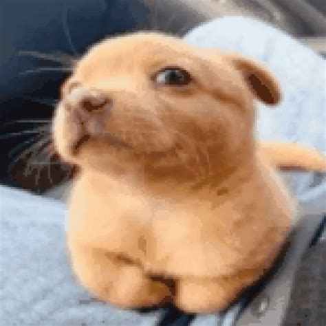 Dog with Eyes Closed in Sun