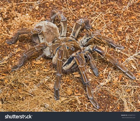 Goliath Birdeater Tarantula Theraphosa Blondi This Stock Photo ...