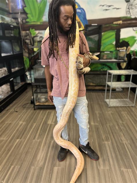 Natty Love The Constrictors! : r/knotnation