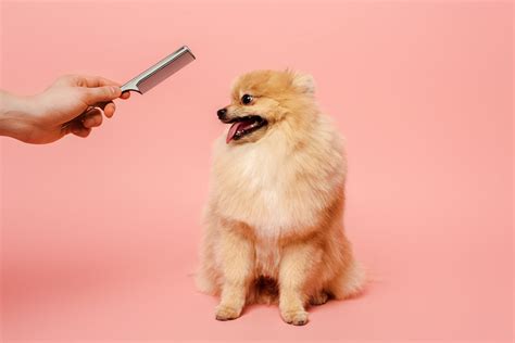 A Paw-some Guide to Puppy Grooming in Brooklyn: Unleash the Fun ...