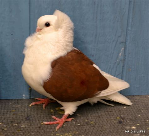Beautiful Pigeon Bird Next to Blue Wall