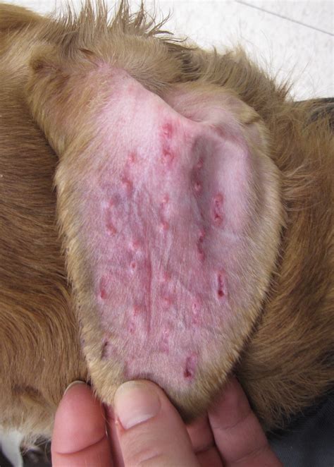 Treatment Approaches for Canine Aural Hematoma | Clinician's Brief