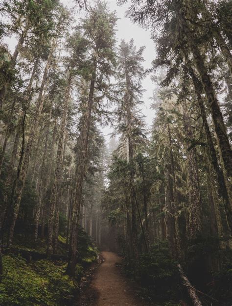 Mason Strehl Photography — Thought the misty mist and the foggy fog ...