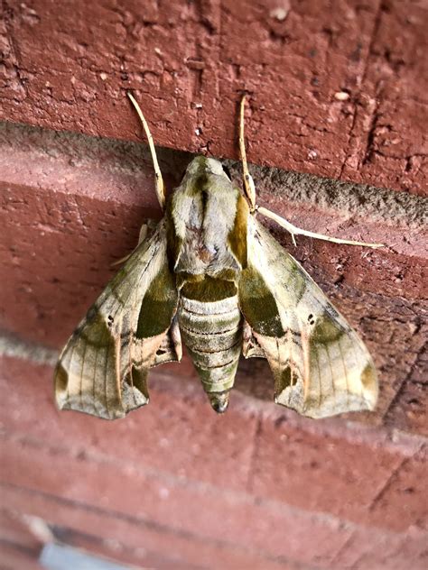 Camo Moth With Pattern