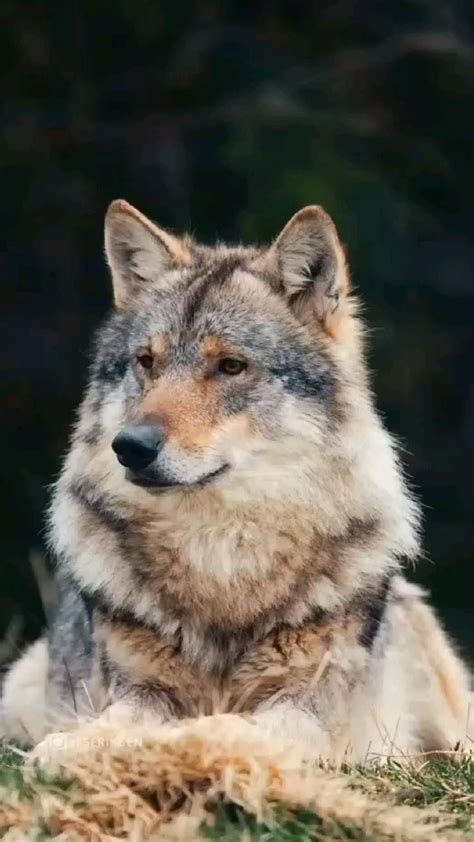Do wolves bark vocal communication of wolves – Artofit