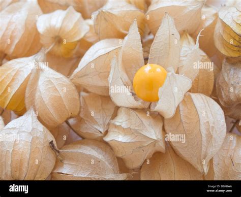 Cape Gooseberries / Physalis peruviana Stock Photo - Alamy