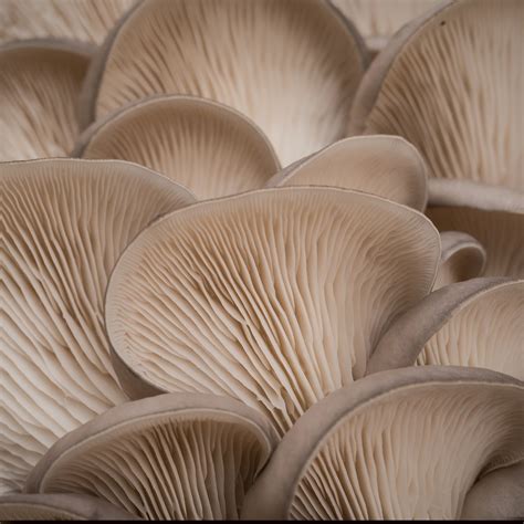 How Do Oyster Mushrooms Reproduce at Milla Slessor blog