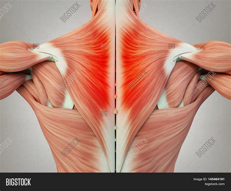 Back Shoulder And Neck Muscles