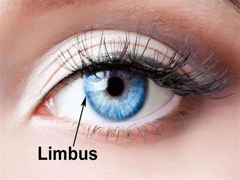 The limbus | PPTX