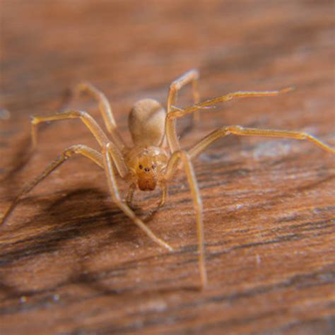 Brown Recluse Spider Web