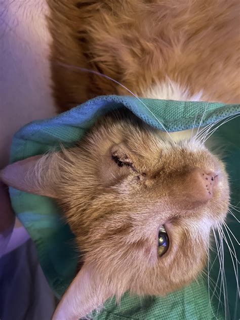 Cat eye removal post surgery : r/CATHELP