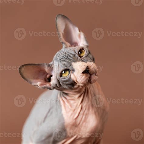 Portrait of cute Sphynx Hairless cat with big yellow eyes on brown ...
