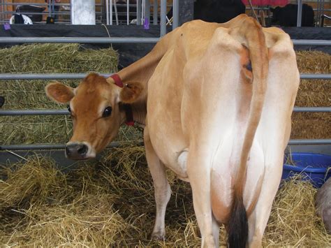 The Jersey Cattle Society & Breed History