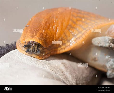 SPANISH SLUG Arion Vulgaris Killer slug Stock Photo - Alamy