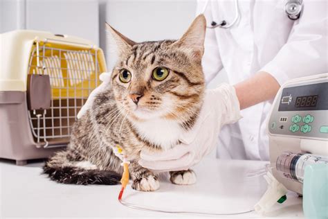 Freeport Animal Hospital | Animal Hospital | Freeport, IL