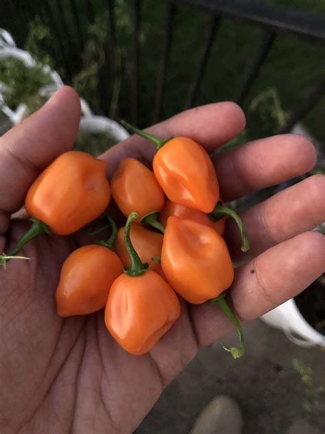 25+ Orange Habanero Organic Premium Pepper Seeds | Non-GMO | USA grown ...