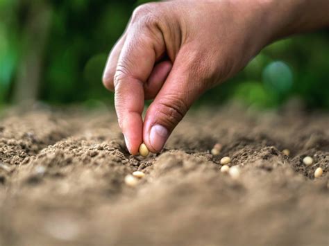 Benefits Of Direct Seeding: Why And When You Should Direct Sow Seeds