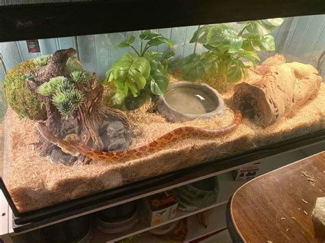 30 Striking Corn Snake Enclosure Ideas
