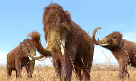 When Did Mammoths Go Extinct? - A-Z Animals
