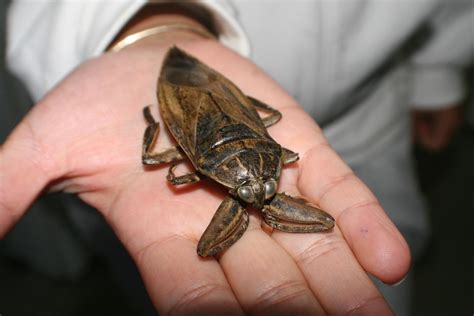Giant water bug : r/WTF