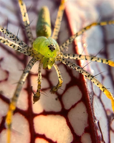 Trey Hale on Instagram: “I haven’t seen many green lynx spiders amongst my Sarracenia this year ...