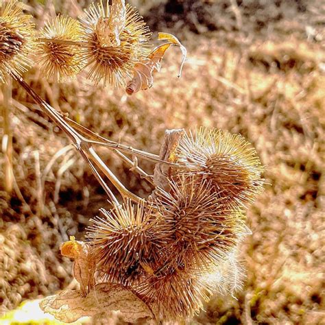 What Are Stickers In The Grass Called at Michiko Durbin blog