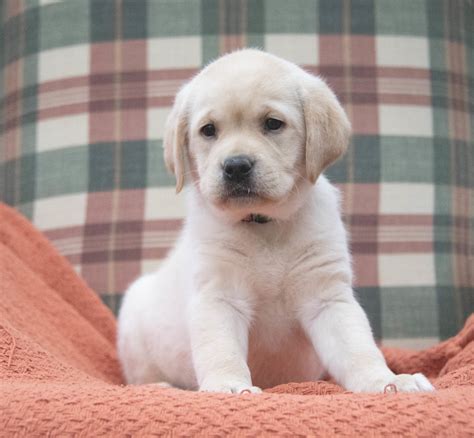 Available English Lab Puppies - The cutest puppy nursery in Tennessee ...