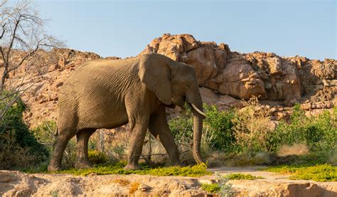 African Elephants Habitat