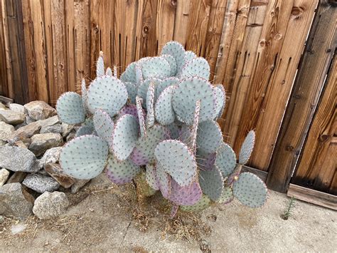 Santa Rita prickly pear cactus for Sale in Mountain Center, CA - OfferUp
