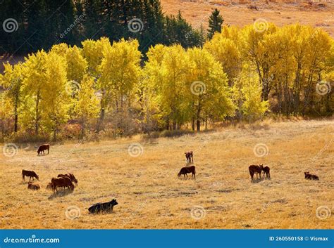 Cattle Grazing in a Field in Autumn Stock Photo - Image of crop ...