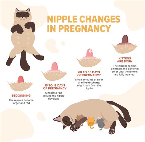Pregnant Cat Nipples Vs Normal Cat Nipples: How To Tell the Difference ...