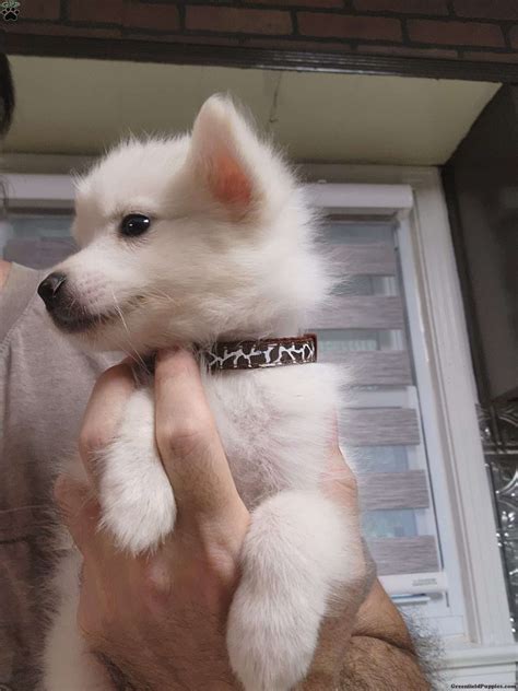 black - American Eskimo Puppy For Sale in Georgia